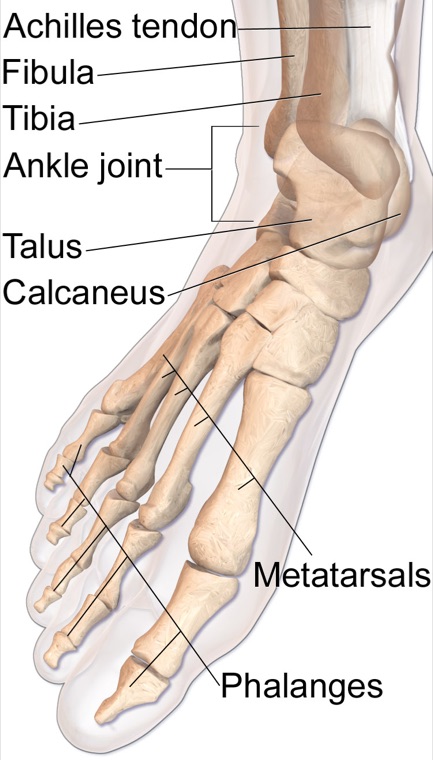 Labeled anatomy of the foot: 26 bones from heel to toes