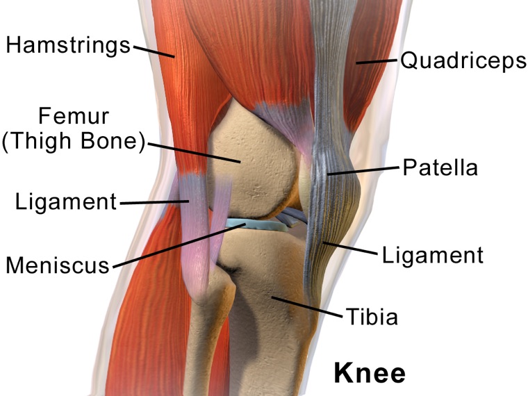 Labeled anatomy of the knee joint: femur, tibia, patella, meniscus, and ligaments