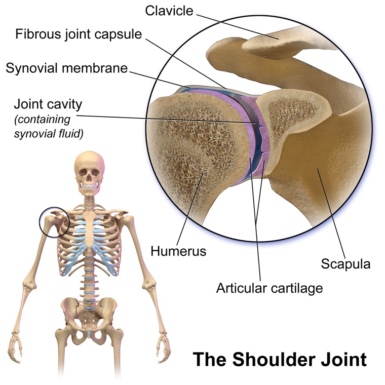 Labeled anatomy of the shoulder joint: humerus, scapula, rotator cuff structures